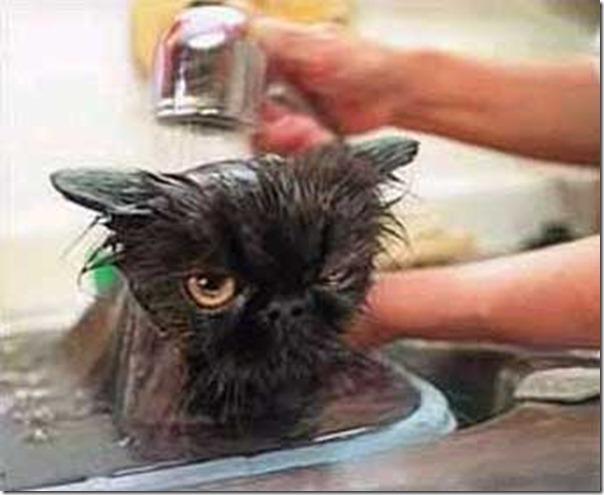 cat-wet-getting-bathed cat-wet-getting-bathed