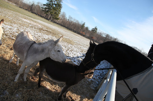 And kind of bossy and wearisome, but we are generally good sports when it comes to the Frenchies.