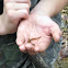 Unknown Salamander