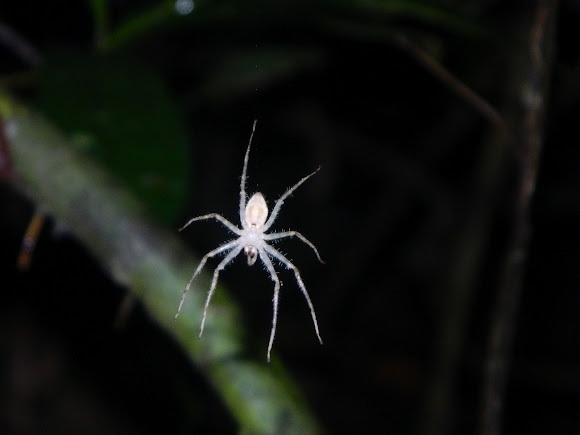 Spotting Image 1