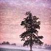 Barry O Carroll - Tree In The Mist.jpg