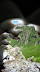 Last bits of snow on Mont Rouche in August
http://www.skibreezy.com