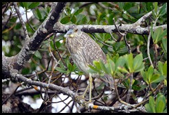 00h3 - Animals - Juvenile Yellow Crown Night Heron