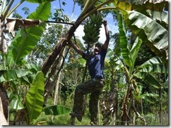 Curi-Pisang