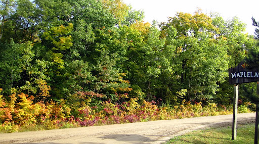 Early underbrush color at end of Maplelag driveway