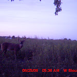 nichols deer 256.JPG