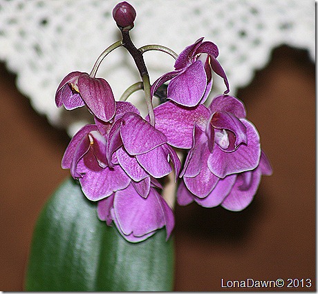 Orchid2