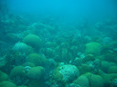 Reefs