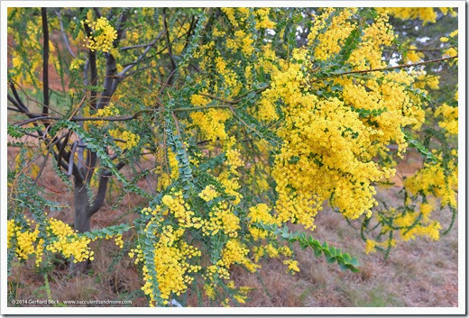 140301_UCD_Arboretum_Acacia-cultriformis-_0003