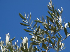 olives