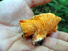 Hypomyces lactifluorum LOBSTER in hand Hypomyces lactifluorum LOBSTER in hand