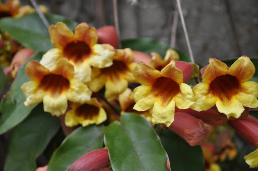 Cross Vine - it smells like a combination of curry and chocolate.