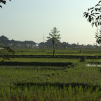 Reisfeld auf dem Weg von Denpasar zurück an die Nordküste, wo die Sunrise vor Anker liegt