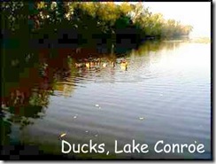 WC lake & ducks