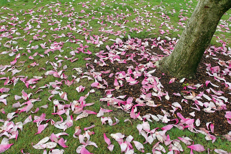 [120317_Capitol_Park_Magolia-Galaxy_0.jpg]