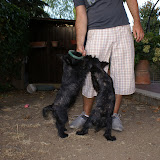 Cucciolata R