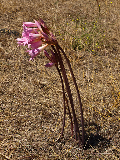 P8207429