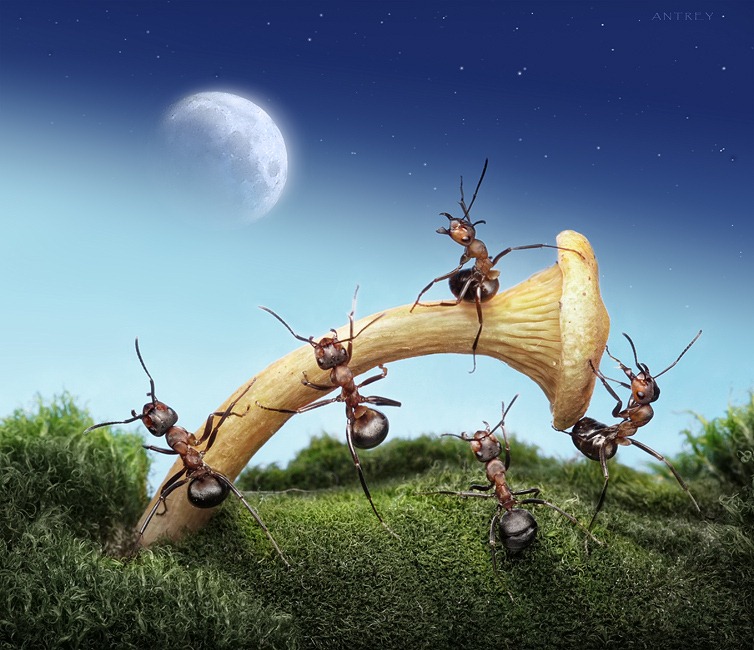 andrey-pavlov-ants-1