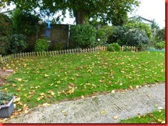 leaves on grass leaves on grass