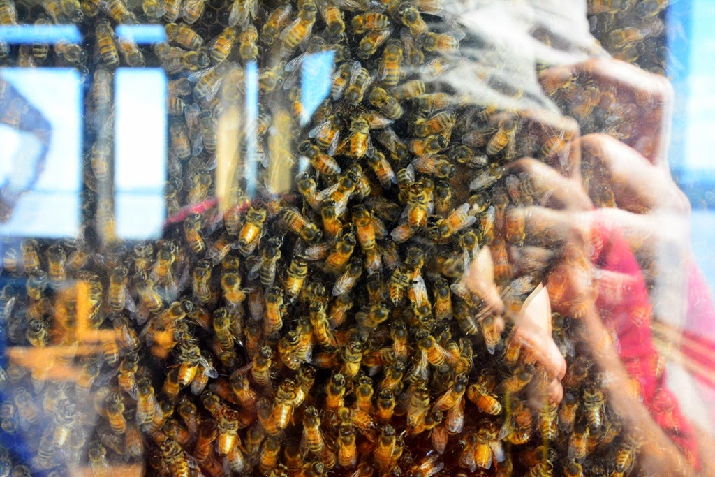 [Bees%255B3%255D.jpg]