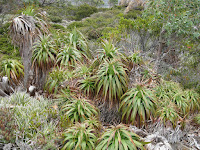 Pandani Photo