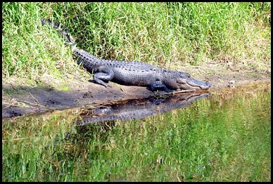 07 - Big Alligator