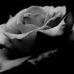 IMG_2767.JPG