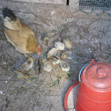 Chicken