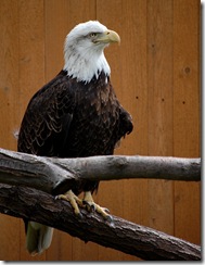 aviary54