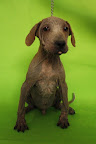ARRUGUITAS
Lindo perrito joven de 2 años enfermo de la piel, en franca recuperación, es amoroso y muy jugueton.