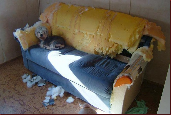 Pet destruidor Pet destruidor
