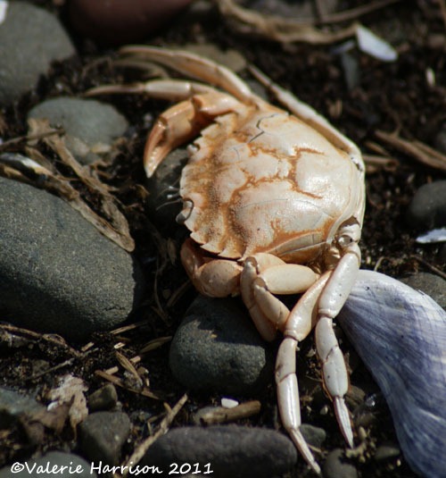 [16-dead-crab%255B2%255D.jpg]