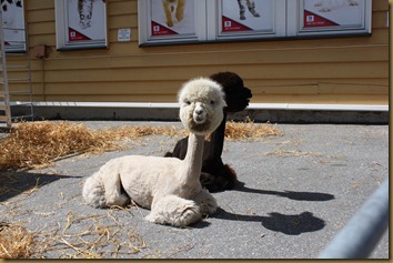 Alpacas Prince and Tilt relaxes in the sun
