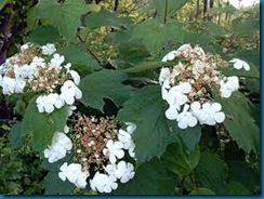 highbush viburnum highbush viburnum