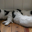 puppen 6 weken 012.jpg