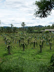 Thaïlande - Entre Khiri Khan et Hua Hin - Région productrice d'ananas mais aussi de fruit du dragon