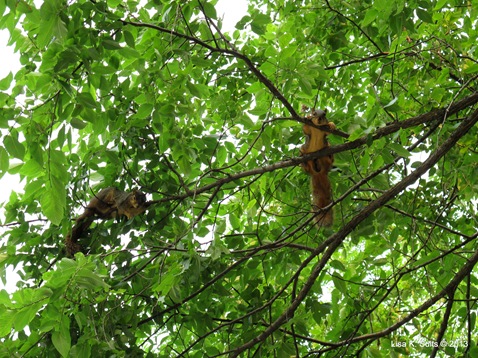 squirrels doing something in a tree squirrels doing something in a tree