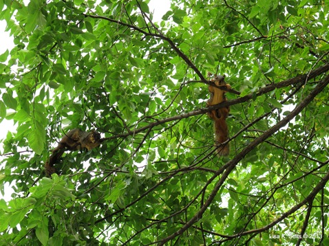 squirrels doing something in a tree