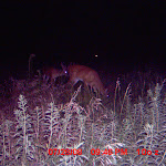 nichols deer 389.JPG