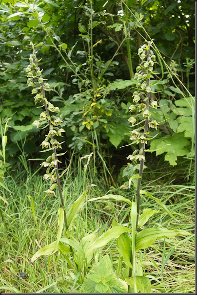 Broad leaved Helleborine