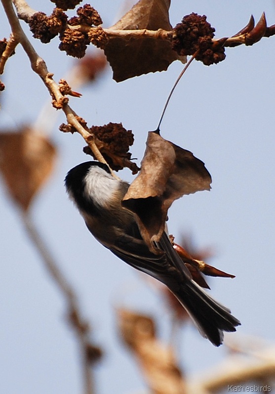 [17.%2520chickadee-kab%255B4%255D.jpg]
