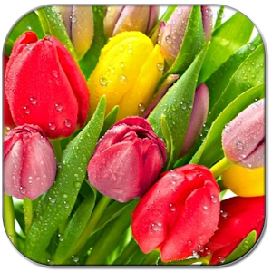 Drops on tulips.apk 0.7