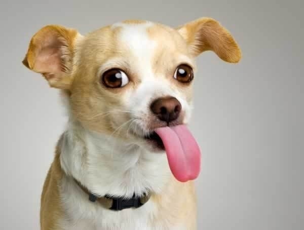 [Cute_Dogs_With_Tongues_Out_12%255B2%255D.jpg]