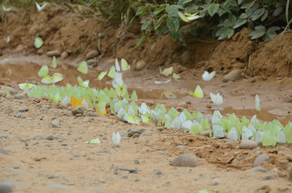 Des Yungas au Beni - Pieridae : Phoebis sennae marcellina (CRAMER, 1777), Aphrissa statira (CRAMER, 1777), Ascia monuste orseis (GODART, 1819) et Rhabdodryas trite (L., 1758). Piste de Rurrenabaque à Reyes (El Beni, Bolivie), 22 octobre 2012. Photo : C. Basset