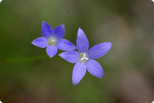 Flowers or weeds - doesn't matter, they are pretty!