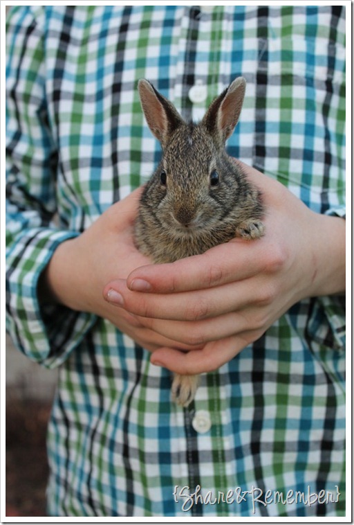 bunnyhands