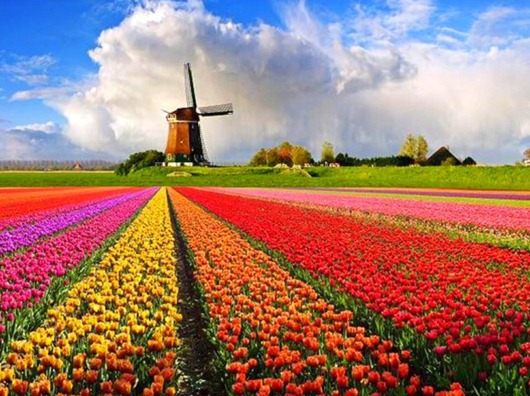 Flowers_and_Windmill_Wallpaper_clilh