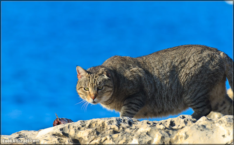 Тель Авивский морской кот (foto il  фото тель авив моря и океаны братья наши  20111216 ta sea cat 009 3222)