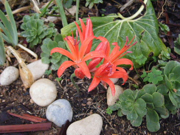 Nerine sarniensis 2011_10300154.jpg