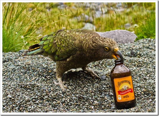 BeerBird